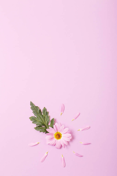 chrysanthemum flower on pink paper background - Photo, Image