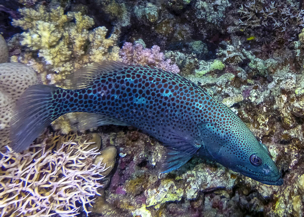 Вузька кобальтова група (Epinephelus leucogrammicus) у Червоному морі (Єгипет). - Фото, зображення