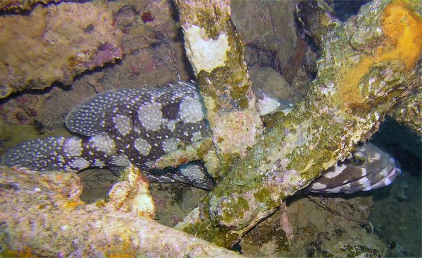 A Summan Grouper (Epinephelus summana) in the Red Sea, Egypt - Photo, Image