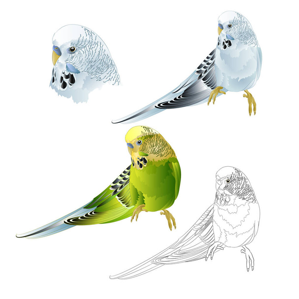 Budgerigar kék és zöld kisállat papagáj vagy papagáj vagy shell papagáj otthon kisállat természetes és vázlat egy fehér háttér akvarell évjárat vektor illusztráció szerkeszthető kézi sorsolás - Vektor, kép