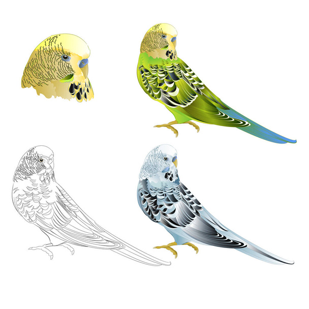 Зелений і синій папуга Бадгеригар, домашній улюбленець, домашній улюблений папуга або барбі або папуга оболонки з контуром на білому тлі акварель старовинна векторна ілюстрація, змінений малюнок руки
 - Вектор, зображення