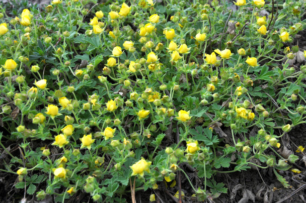 In spring, potentilla grows in the wild - Photo, Image