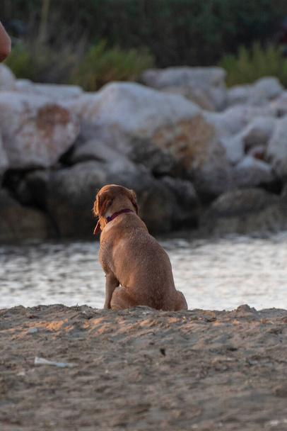Pes sedí a krčí se na pláži - Fotografie, Obrázek
