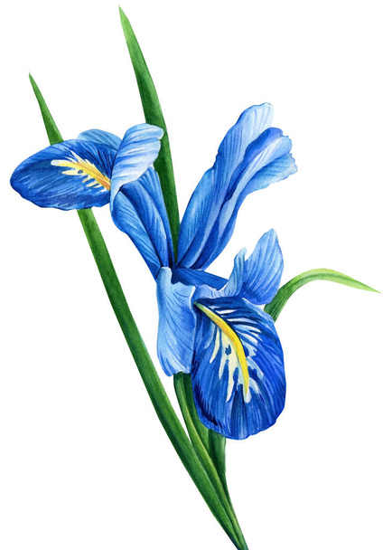 acuarela iris, flor ilustración, pintura botánica, flora de verano - Foto, Imagen