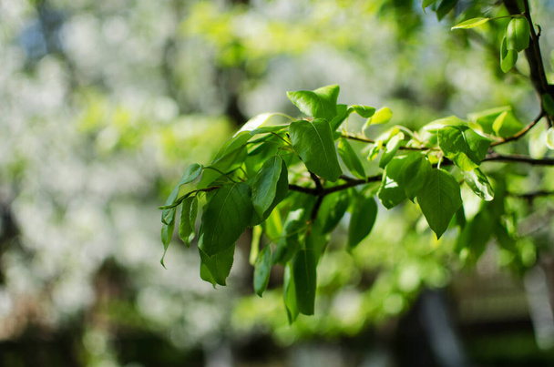 Abstraction growing green leaves on a light backgrod - Φωτογραφία, εικόνα