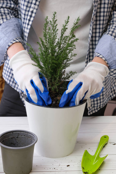 Woman in gardening gloves transplants an indoor juniper bush into a large flower pot. Gardener tamps down fresh flower soil after transplanting a plant. Houseplant care. Vertical image. - Foto, Imagen