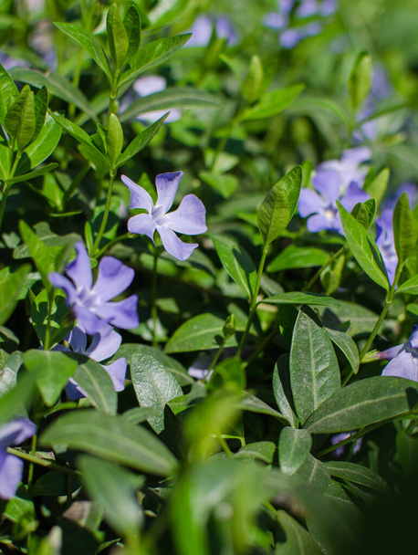 Little delicate flowers of periwinkle for background or spring bouquet - Photo, image