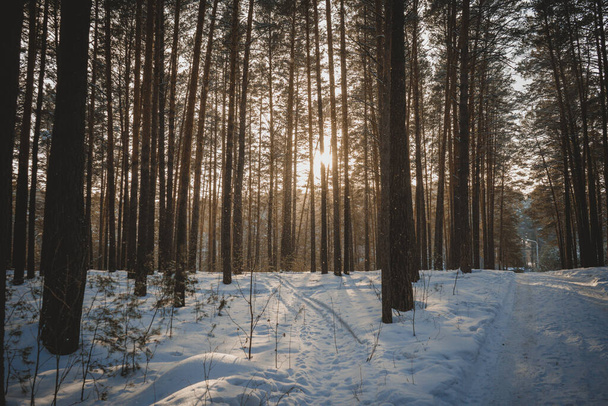 nature sunset forest trees rays of light snow winter paths forest belt nature - Fotoğraf, Görsel