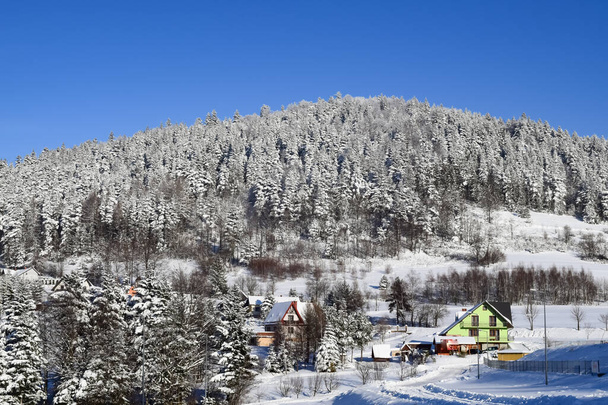 A view of the hill with snow-covered spruce trees. Winter in the mountains. - Photo, Image
