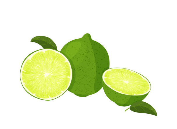 Whole lime and sliced lime. Realistic vector illustration. Isolated on white background. - Vector, Image