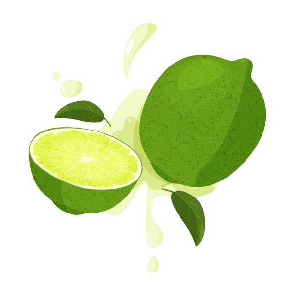 Whole lime and sliced lime with juicy splashes. Realistic vector illustration. Isolated on white background. - Vector, Image
