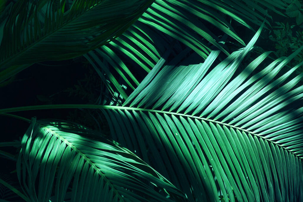 Tree Palm leafs pattern for nature background. Beautiful of fern tropical leaves - Photo, image