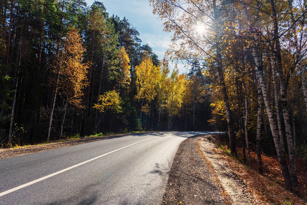 Дорога в лесу осенью, задний свет. - Фото, изображение