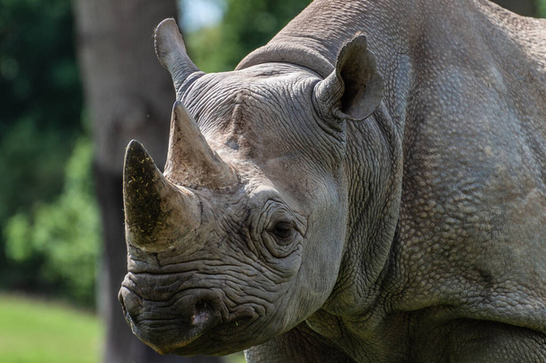 Profil černého nosorožce v zajetí v zoologické zahradě. - Fotografie, Obrázek