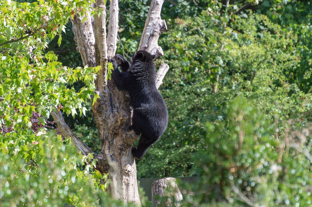 Захоплюючий Анд, також відомий як очарований ведмідь, що вилазить на дереві в зоопарку.. - Фото, зображення