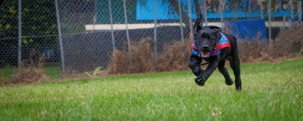 緑の草の上で遊んでいる二人の黒、若いラブラドールの子犬援助犬の訓練セッションの前に. - 写真・画像