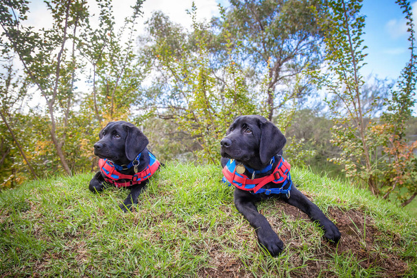 Two black, young Labradore puppies playing on green grass prior to an Assistance Dog training session. - Photo, Image