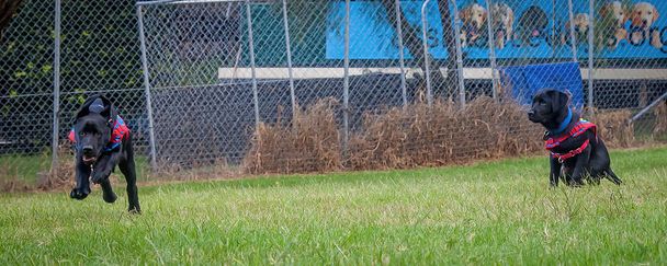 Δύο μαύρα, νεαρά κουτάβια Λαμπραντόρ που παίζουν σε πράσινο γρασίδι πριν από μια συνεδρία εκπαίδευσης σκύλων βοήθειας. - Φωτογραφία, εικόνα