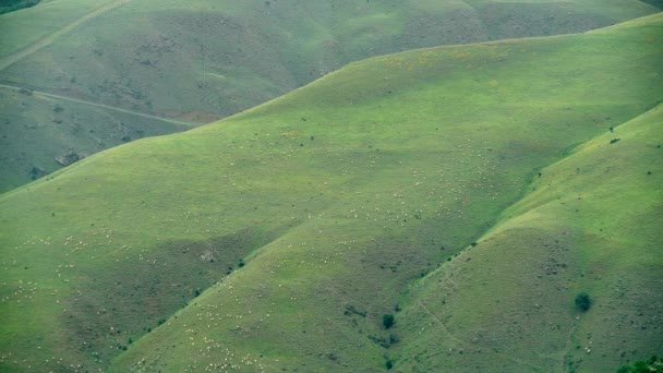 8K 4320p 7680X4320.Herd овец на равнине луга покрыты свежей зеленой травой. Толпа стада скота пасутся в безлесной луговой. - Кадры, видео
