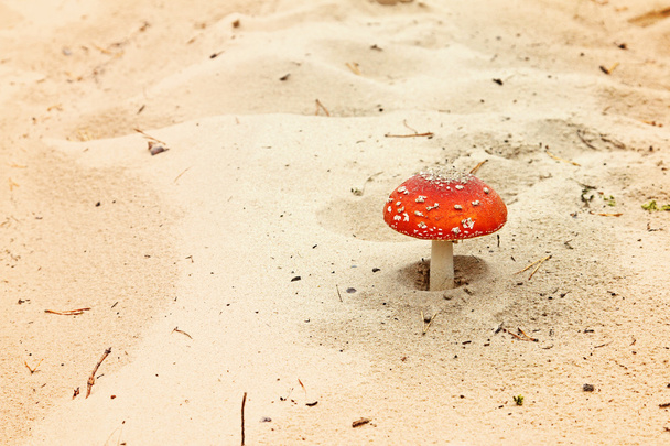 κόκκινο μύγα Αγαρικό στην άμμο - Φωτογραφία, εικόνα