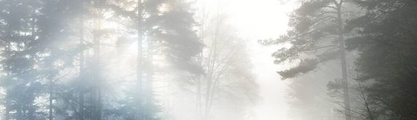 Mysterious evergreen forest in a fog. Mighty pine trees. France, Europe. Dark atmospheric autumn landscape. Panoramic scenery. Ecotourism, ecology, seasons, nature. Fantasy, magic - Foto, afbeelding