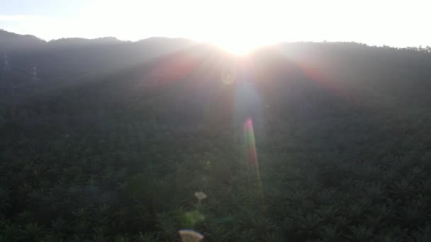 朝の太陽の光のフレアでオイルパームファームを飛び越える - 映像、動画