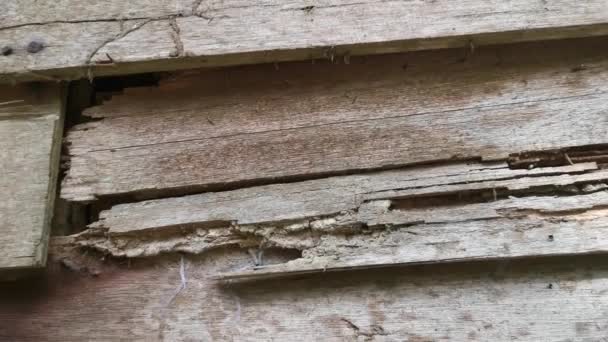 madera de tablón de pared envejecida y decaída - Imágenes, Vídeo