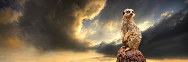 meerkat schildwacht plicht - Foto, afbeelding