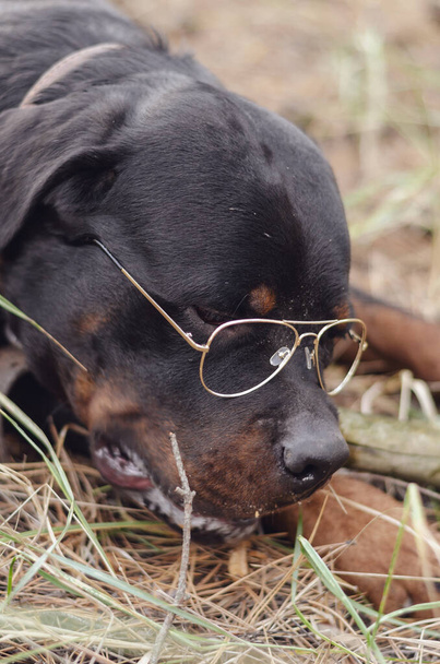 Retrato de um grande cão alemão preto usando óculos. Rottweiler macho adulto deitado no chão mastigando um galho. A estrutura metálica dos óculos é de cor dourada. Foco seletivo. - Foto, Imagem