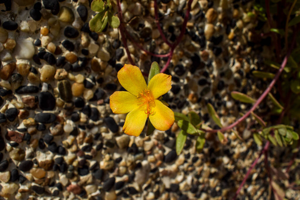 Kleine en mooie gele Portulaca grandiflora of mos roos bloemen ook bekend als 10 uur bloem of elf o klok bloemen op textuur kiezelsteen achtergrond - Foto, afbeelding