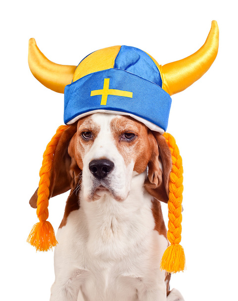 beagle en sombrero sueco, aislado en blanco
  - Foto, Imagen