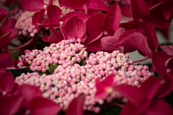Brightly colored pink and red hydrangea buds and petals, in a garden, using a shallow depth of field. - Photo, Image