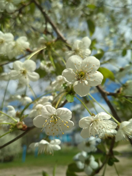 Tavaszi cseresznyefa. új élet fehér virágok cseresznye közelkép új életciklus. - Fotó, kép