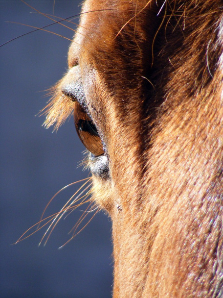 Brown horse eye - Photo, Image