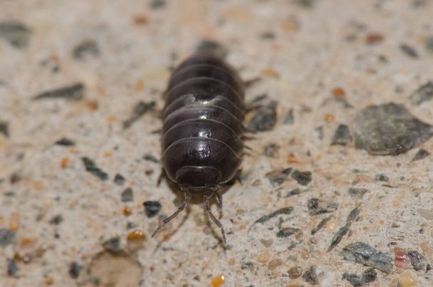 Frontansicht eines gängigen Pillen-Käfers. - Foto, Bild