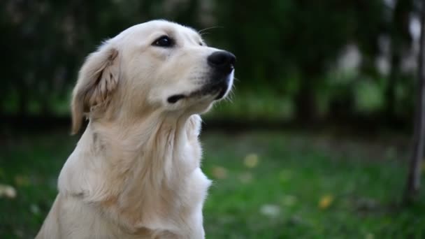El perro guiño
 - Metraje, vídeo