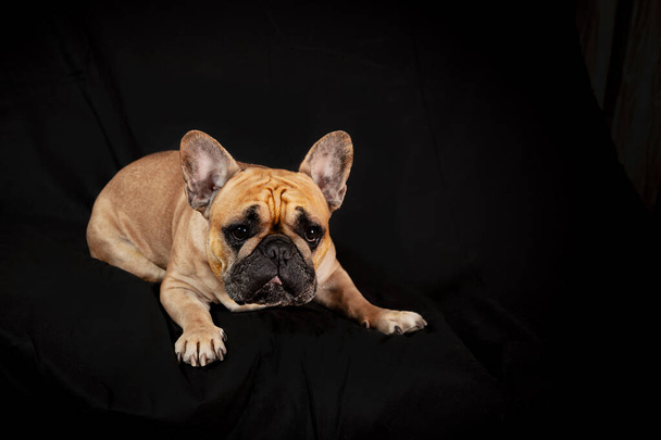 French bulldog isolated on black background. - Fotografie, Obrázek
