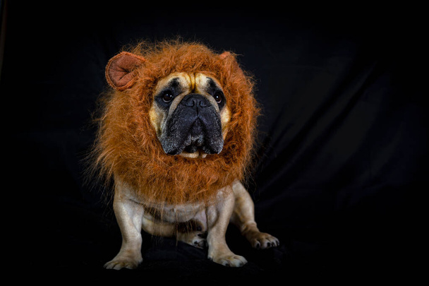 French bulldog in lion's mane isolated on black background. - Photo, Image