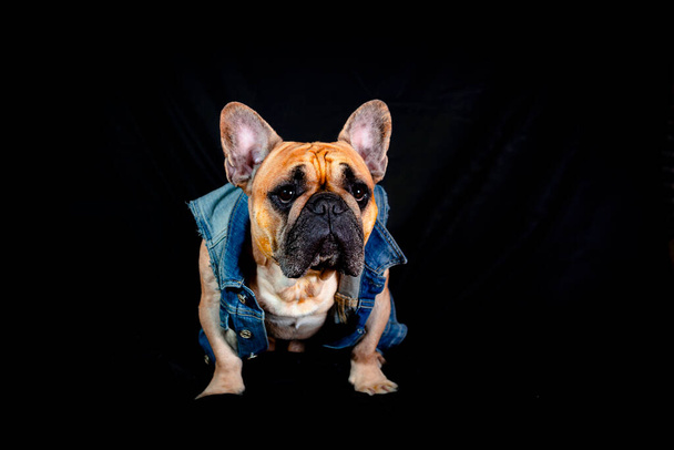 French bulldog in a denim jacket  isolated on a black background. - Photo, Image
