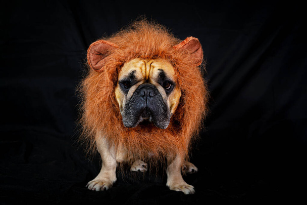 French bulldog in lion's mane isolated on black background. - Photo, Image