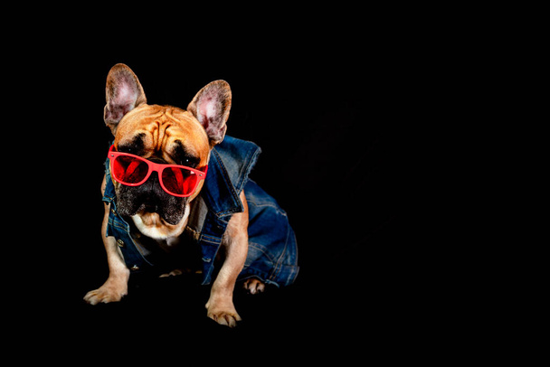 French bulldog in a denim jacket and glasses isolated on a black background. - Φωτογραφία, εικόνα
