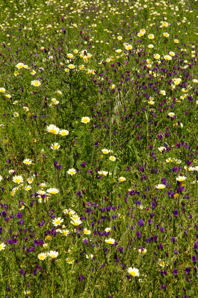 Champ de chrysanthème guirlande et vipères pourpres-bugloss. - Photo, image