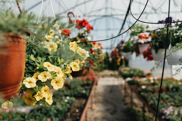 Beautiful and large greenhouse interiors or indoors. Plenty of gorgeous flowers. Selective focus. - Photo, image