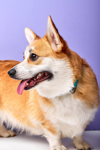 Curious funny pet breed welsh corgi pembroke looking at side with opened mouth - Foto, immagini