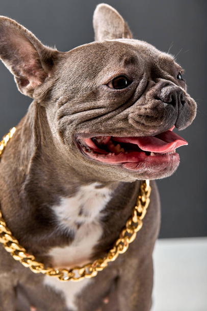 Portrait of cool bulldog dog, funny happy puppy looking at side with copy space - Zdjęcie, obraz