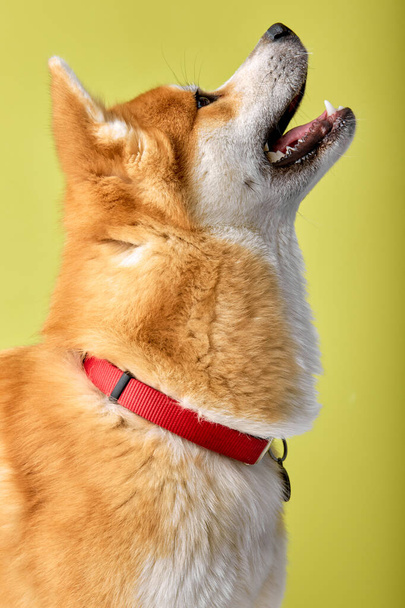 Cute pedigreed Akita Shiba inu Breed Dog Standing on Isolated Green Background, Side view - Foto, Imagen