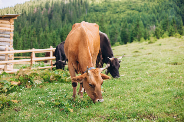 Vacas comiendo hierba sobre el fondo del valle de la montaña. Vacas pastando en pastos. Beefmaster ganado de pie en un campo verde, concepto de agricultura - Foto, imagen