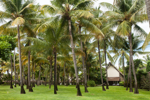Garden with coconut palm trees and lawn - Fotografie, Obrázek