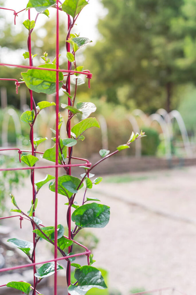 Tropical Red Malabar spinach vines on trellis and blurry sand gravel walkway at community garden near Dallas, Texas, America. Leafy Basella alba climbing on powder-coated steel wire tomato cages - Photo, Image