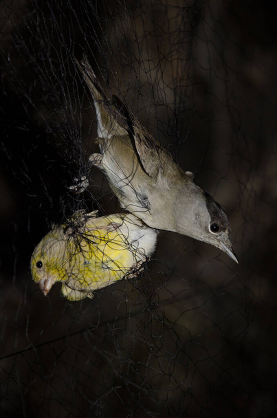 Birds captured in a mist net for scientific banding. - Photo, Image